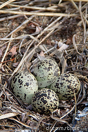 Four Semipalmated Plover eggs in a nest surrounded by twigs Stock Photo