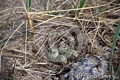 Four Semipalmated Plover eggs in a nest surrounded by twigs near Arviat, Nunavut, Canada Stock Photo