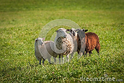 Four Sheep Ovis aries Stand Looking Right Stock Photo
