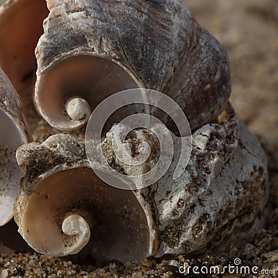 Four shells on the sand Stock Photo