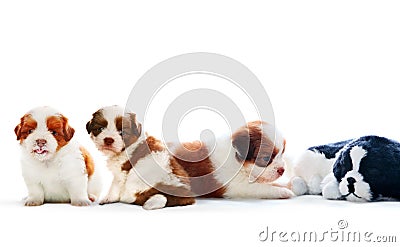 four of shih tzu puppies dog lying with relaxing on white background Stock Photo