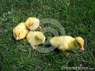 Four small ducks on grass Stock Photo