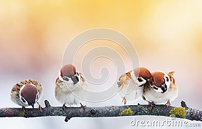 Four small funny baby birds Sparrow sitting on a branch in the g Stock Photo