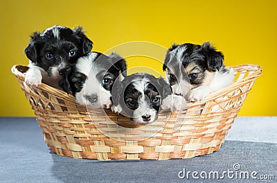 Four small puppy in a basket Stock Photo