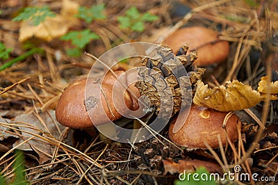 Four small Suillus luteus mushrooms Stock Photo