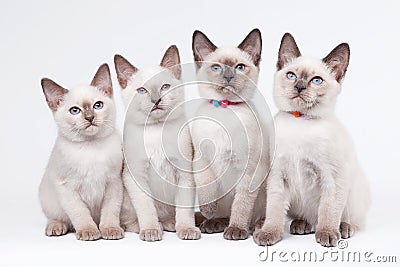 Four small thai kittens Stock Photo