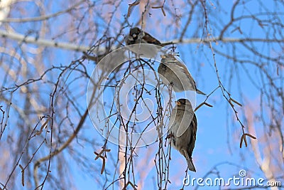 four sparrows on birch branches Stock Photo