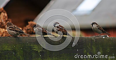 Four sparrows on fence Stock Photo