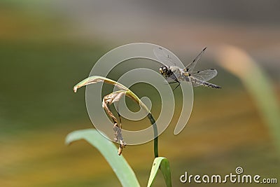 Four spotted chaser approaching a green plant Stock Photo