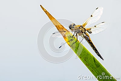 Four-Spotted chaser, dragonfly sitting Stock Photo