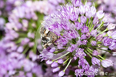 A Four-spotted Moth Tyta luctuosa Seeking Pollen on a Colorful Purple Flower Stock Photo