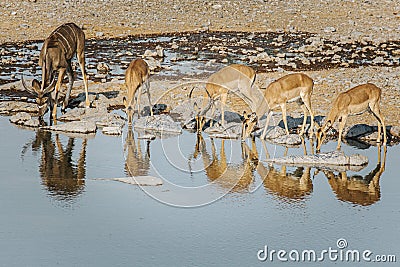 Four springbok and one kudu lined up drinking from Halali waterhole. Etosha national park, Namibia Stock Photo