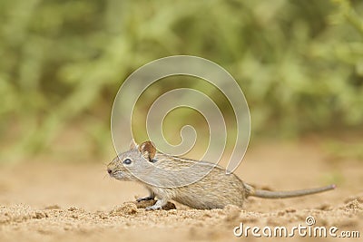 Four-striped Grass Mouse - Rhabdomys pumilio Stock Photo