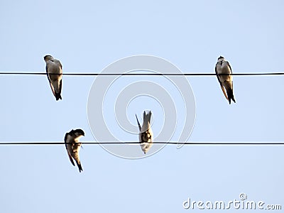 Four swallows sit on wires in different positions Stock Photo