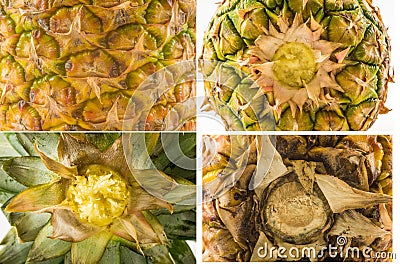 Four textures of different types of ananas peel - top, bottom and side view Stock Photo