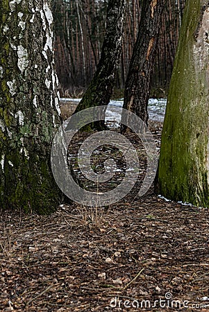 Four tree trunks. Stock Photo