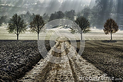 Four Trees in a row Stock Photo