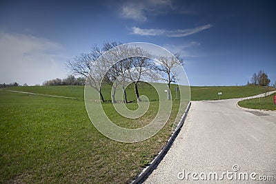 Four Trees By the Meadow Stock Photo