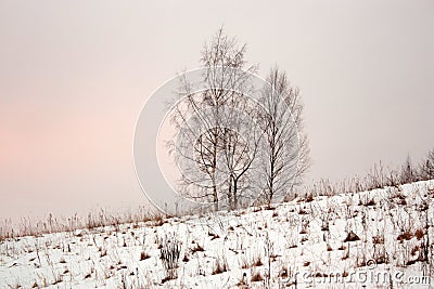 Four trees in snowdrifts on hill Stock Photo