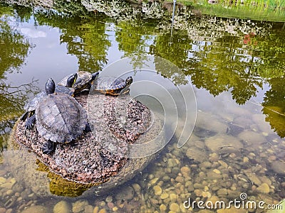 Four turtles together on a rock in a pond Stock Photo