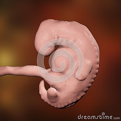 Four week embryo, late part of the fourth week on pregnancy Cartoon Illustration