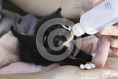 Four weeks old Kitten drinking out of the bottle Stock Photo