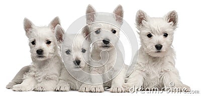 Four West Highland Terrier puppies, 7 weeks old Stock Photo