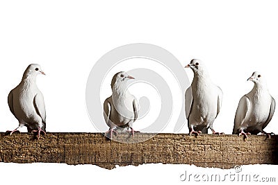 Four white dove sitting on the chalkboard isolated Stock Photo
