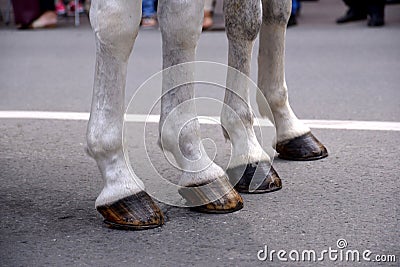 Four horse legs with hooves, close up Stock Photo
