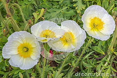 Four White Poppies Stock Photo