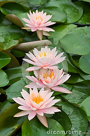 Four White Water Lily Blossom Stock Photo