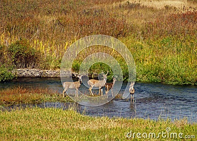 Four Whitetail Bucks Stock Photo