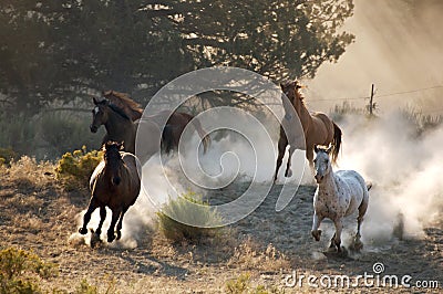Four Wild Horses Stock Photo