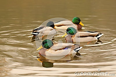 Four wild mallard ducks on the lake Stock Photo