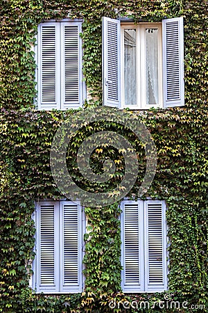 Four windows. Building facade entirely covered with ivy. Stock Photo