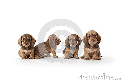 Four wire-haired dachshund puppies Stock Photo