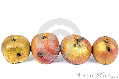 Four worm Apple Maggot Larva Eating damaged Apple on White Background Stock Photo