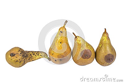 Four worm pears Maggot Larva Eating damaged Apple on White Background Stock Photo