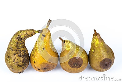 Four worm pears Maggot Larva Eating damaged Apple on White Background Stock Photo