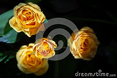 Four yellow roses in dramatic light Stock Photo