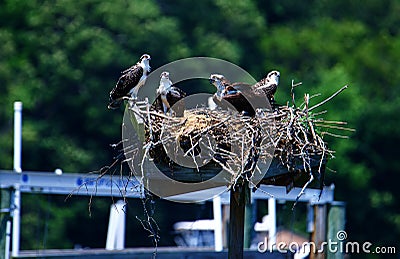 Four young osprey chicks in the nest waiting for an adult to return. Stock Photo