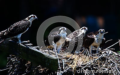 Four young osprey chicks in their nest in the Chesapeake Bay in Maryland Stock Photo