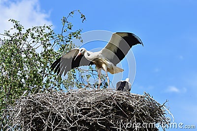 Four young storks in nest day before first flight Stock Photo