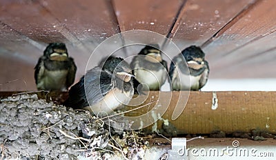 four young swallows Stock Photo