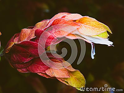 Fower blooming near turbid waters of the autumn sea Stock Photo