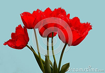 Fowers, red tulips. . Stock Photo