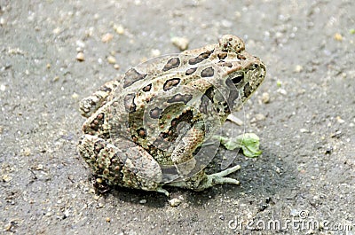 Fowler`s Toad Stock Photo