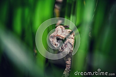 Fowler's Toad Hiding In The Reeds. Stock Photo