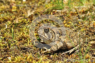 Fowlers Toad Stock Photo