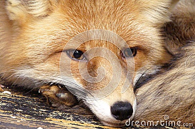 The fox Stock Photo